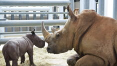 Gironde: naissance «exceptionnelle» d’un bébé rhinocéros noir au zoo d’Arcachon