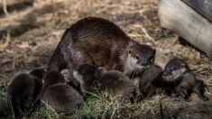 Naissance de quatre bébés loutres naines d’Asie, une espèce en voie d’extinction, au parc animalier d’Auvergne