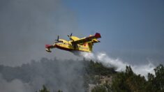 Deux parcs nationaux en proie aux flammes en Grèce, inquiétude sur la disparition de leur biodiversité