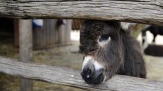 Dordogne: un parc animalier menacé de fermeture craint de devoir euthanasier des animaux, le directeur lance une cagnotte
