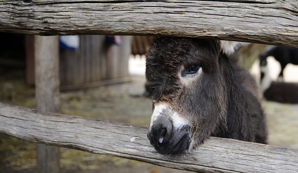 Dordogne: un parc animalier menacé de fermeture craint de devoir euthanasier des animaux, le directeur lance une cagnotte