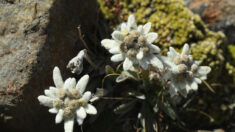 Savoie: des milliers de brins de génépi et fleurs d’edelweiss saisis sur des randonneurs