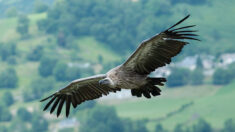 Un vautour fauve est né en Ardèche, une première dans le département