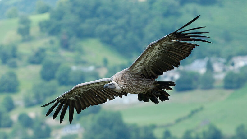 Un vautour fauve. (Luc Viatour/Wikimédia)