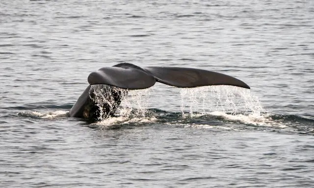 Une baleine franche de l'Atlantique Nord nage dans les eaux de la baie de Cape Cod près de Provincetown, dans le Massachusetts, le 14 avril 2019. (Don Emmert/AFP via Getty Images)