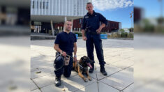 Le chien policier Thor, en retraite à La Rochelle, a finalement trouvé un foyer
