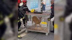 Les pompiers du Val-d’Oise viennent en aide à un chevreuil coincé dans une cour d’immeuble