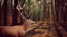 «L’âme» de la forêt : le mythique cerf Vincent est mort à Chaux dans le Jura