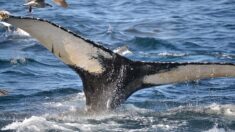 L’animal le plus lourd de tous les temps? Un ancêtre de la baleine bleue pourrait battre le record