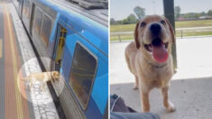 Un Labrador qui a sauté dans un train pour une aventure solitaire rentre chez lui sain et sauf