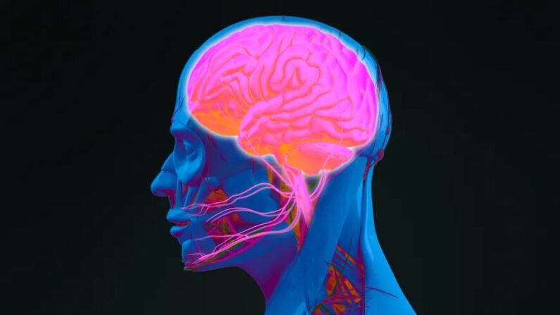 Anatomie humaine, neurologie. Profil de la tête et section latérale du cerveau. (Image d'anatomie/Shutterstock)