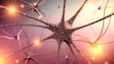 L’inflammation du nerf vague lié au Covid-19 pourrait conduire à la dysautonomie, selon une nouvelle étude   