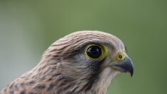 Haute-Garonne: un bébé faucon crécerelle secouru grâce au bon réflexe d’un touriste
