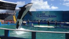 L’orque Lolita, en captivité depuis ses 4 ans, est décédée à quelques mois de sa libération