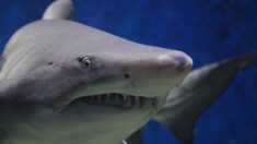 New York: une nageuse perd «dix kilos de chair» après avoir été attaquée par un requin