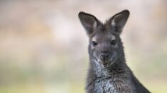 Isère: depuis un mois, un wallaby squatte le jardin d’un particulier à Chasse-sur-Rhône