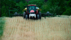 ANALYSE : Scepticisme sur les cultures génétiquement modifiées comme «solution miracle» de l’agriculture face au changement climatique