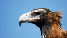 Plus de 300 aigles, en voie d’extinction, tués ou blessés par des éoliennes en Australie, selon une étude