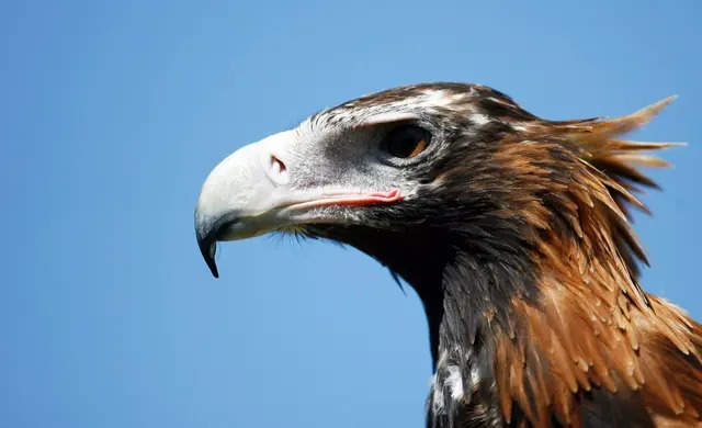 Plus de 300 aigles, en voie d'extinction, tués ou blessés par des éoliennes en Australie, selon une étude