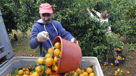 1200 saisonniers marocains en Corse pour la récolte des clémentines