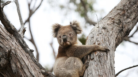 Sauvegarde de 8000 hectares de forêt pour préserver les koalas dans leur habitat naturel en Australie