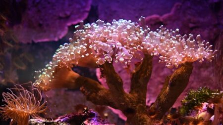 Les crèmes solaires en cause dans la destruction des coraux
