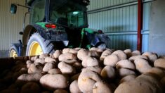 Nord: un jeune agriculteur grièvement blessé, sa jambe coincée dans une arracheuse de pommes de terre