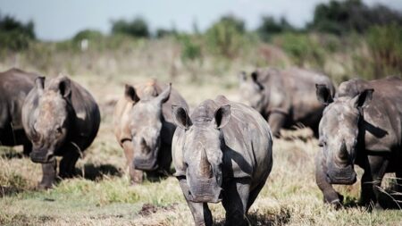 Afrique du Sud: le plus grand élevage mondial de rhinocéros sauvé par une ONG