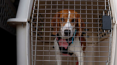 Bourgogne: Virginie Mouseler se donne pour mission de sauver de l’euthanasie des beagles cobayes de laboratoire