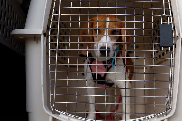 Bourgogne: Virginie Mouseler se donne pour mission de sauver de l'euthanasie des beagles cobayes de laboratoire