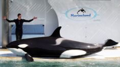 Marineland: nouvelle mort d’une orque en plein débat sur leur avenir