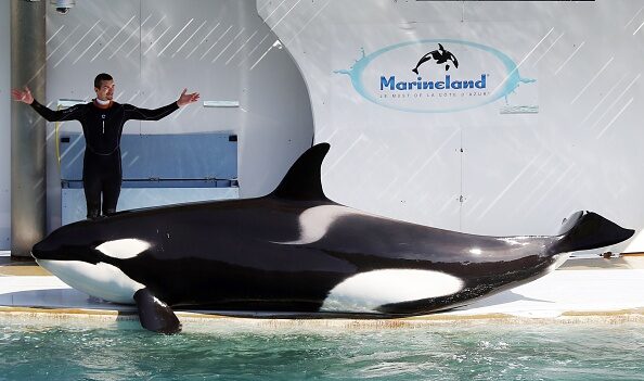 Marineland: nouvelle mort d’un orque en plein débat sur leur avenir