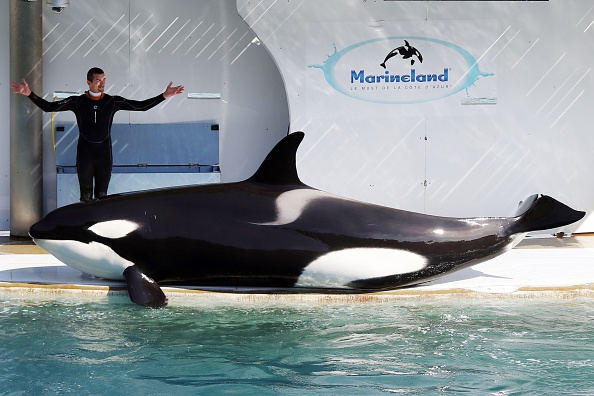 Marineland: nouvelle mort d'un orque en plein débat sur leur avenir