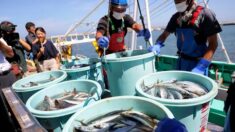 Le Japon demande l’annulation de l’interdiction «déraisonnable» imposée par Pékin sur les produits de la mer