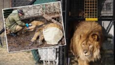 [Vidéo] Vous vous souvenez du lion le plus solitaire du monde, sauvé d’une cage après 15 ans? Il est enfin rentré chez lui