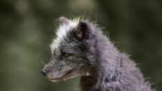 Qu’est-ce que le dogxim, animal hybride entre le chien et le renard découvert au Brésil