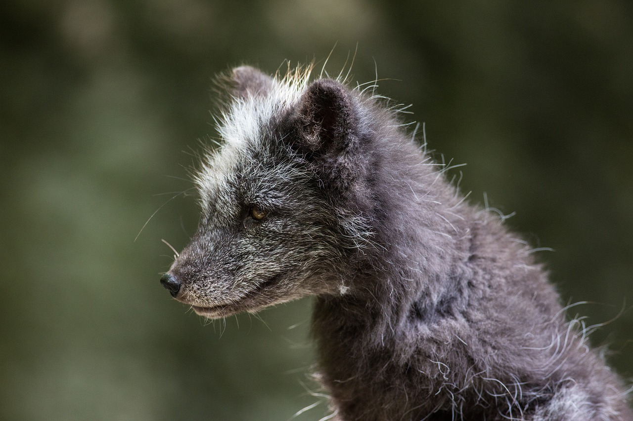 Qu'est-ce que le dogxim, animal hybride entre le chien et le renard découvert au Brésil