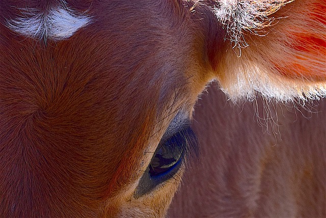 Née avec 6 pattes, Sixtine a frôlé l'abattoir mais elle va finalement vivre paisiblement dans une ferme dans le Vercors