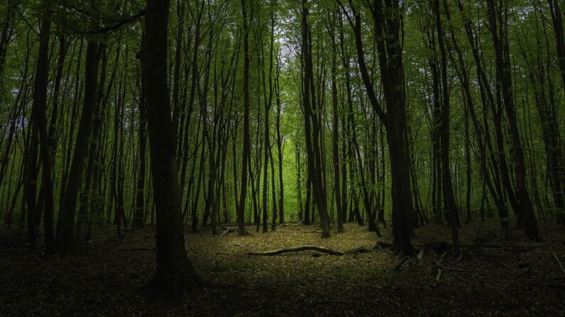 Forêt de Fontainebleau. (TonyKnight/Pixabay)