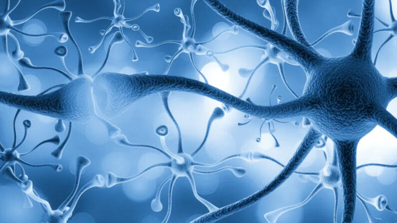 Il existe 22 classes de neurones entériques uniques, qui se trouvent dans deux couches du tractus gastro-intestinal et forment notre « deuxième cerveau ». (Shutterstock)