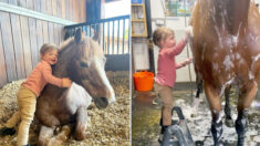 Une vidéo réconfortante montre une adorable enfant de 2 ans sur un petit escabeau et donnant un bain à un cheval