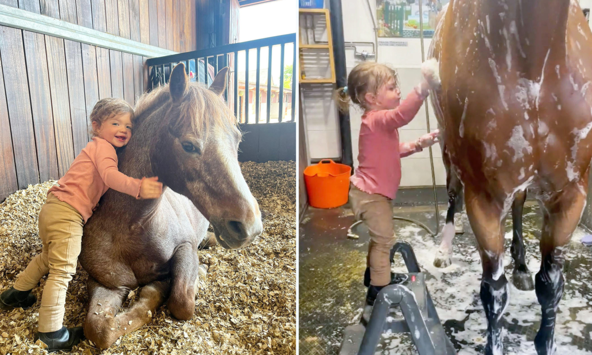 Une vidéo réconfortante montre une adorable enfant de 2 ans sur un petit escabeau et donnant un bain à un cheval