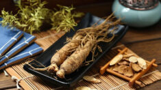 Le ginseng, roi des plantes médicinales – 6 fonctions principales, prescriptions thérapeutiques et contre-indications