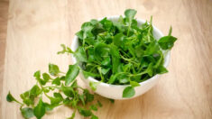 Cresson de fontaine : « le légume-feuille le plus nutritif », réduit les risques de maladies chroniques, renforce les os et améliore la santé intestinale
