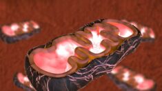 Dysfonctionnement mitochondrial du cœur, des reins et du foie après Covid : des médecins partagent leurs méthodes de guérison