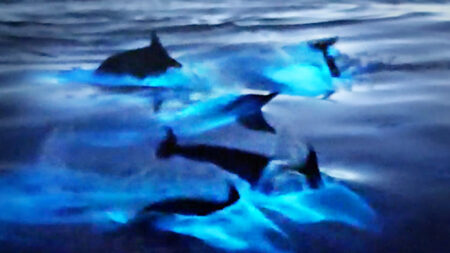 [Vidéo] Un moment magique où des dauphins de Californie brillent d’une lueur bleutée dans les eaux bioluminescentes