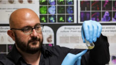 Des scientifiques israéliens créent des embryons humains artificiels sans sperme ni ovules