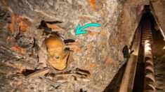 «Homme de sel»: une mine de sel en Autriche, vieille de 7000 ans, a abrité un homme momifié pendant des millénaires