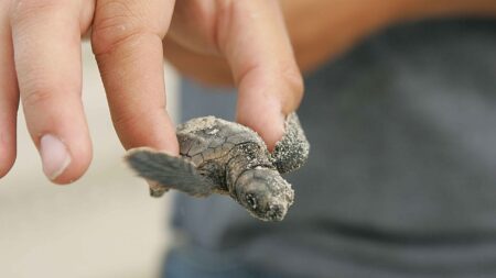 Hérault: une soixantaine de bébés tortues caouannes sont sorties du sable à Marseillan