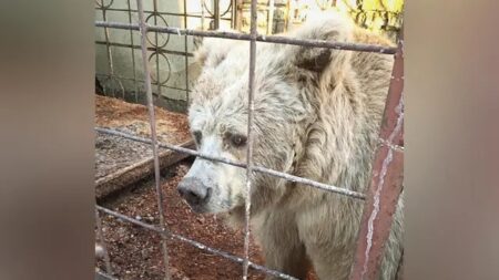 Une vieille ourse de cirque ayant vécu dans une cage minuscule pendant 20 ans a été sauvée et connaît maintenant la liberté dans un sanctuaire